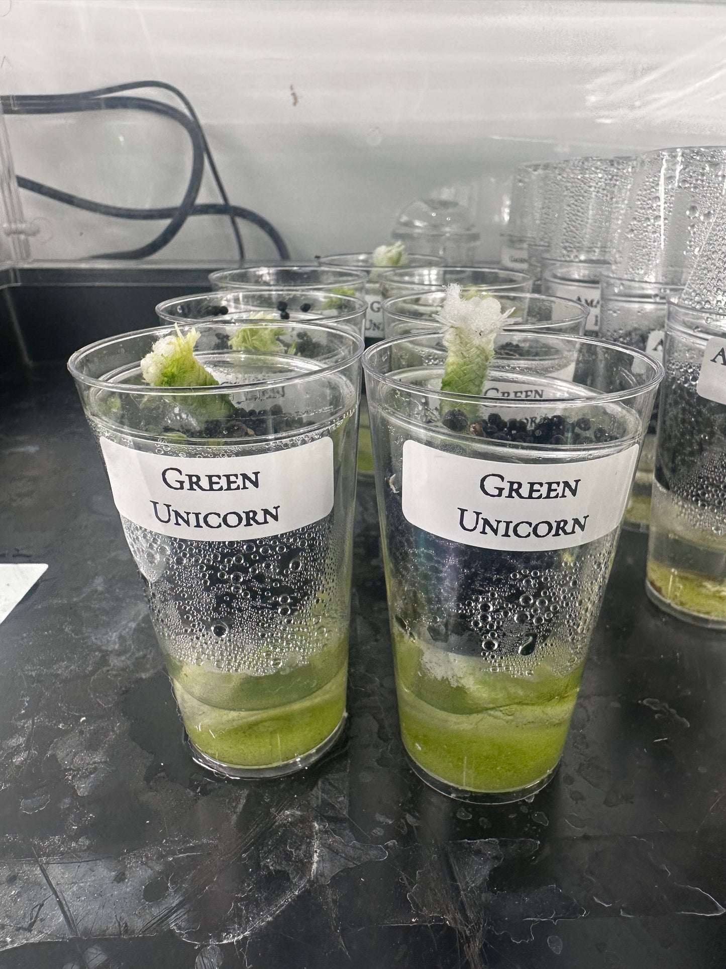 Alocasia Green Unicorn (Azlanii x Dragon Scale)