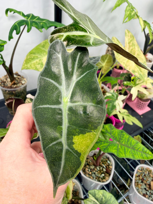 ALOCASIA POLLY GHOST VARIEGATED