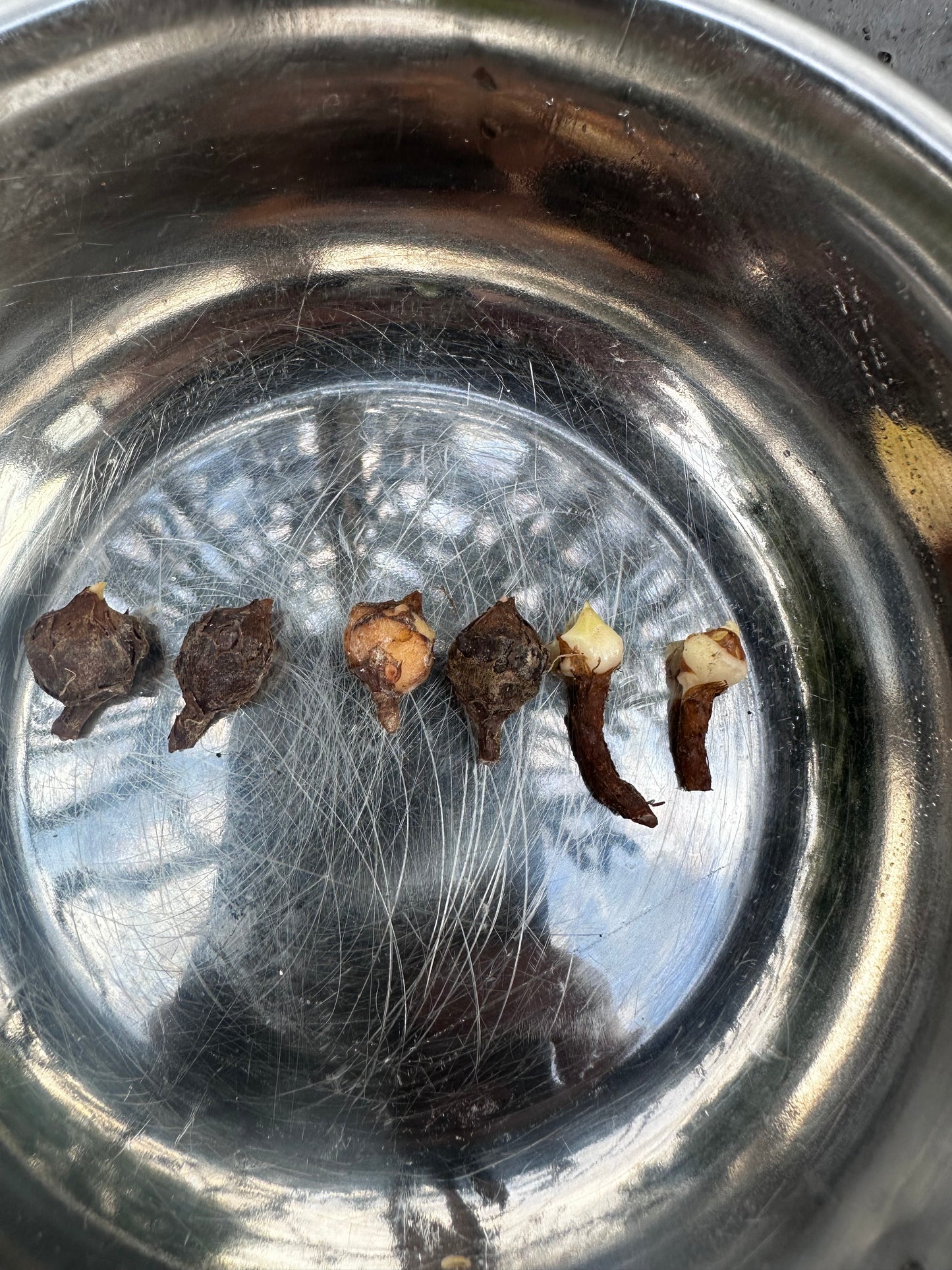 Alocasia Golden Bone