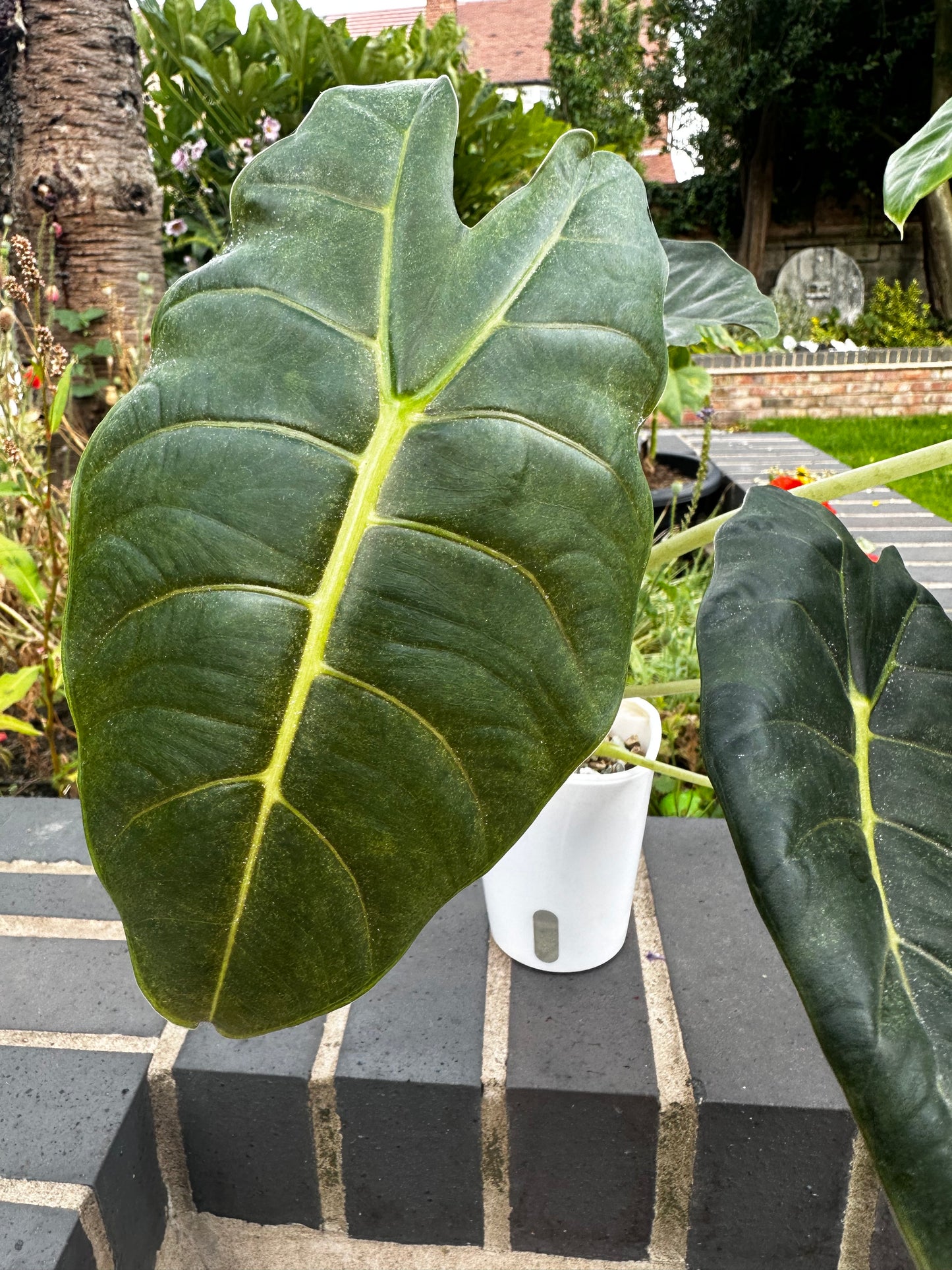 Alocasia Golden Bone