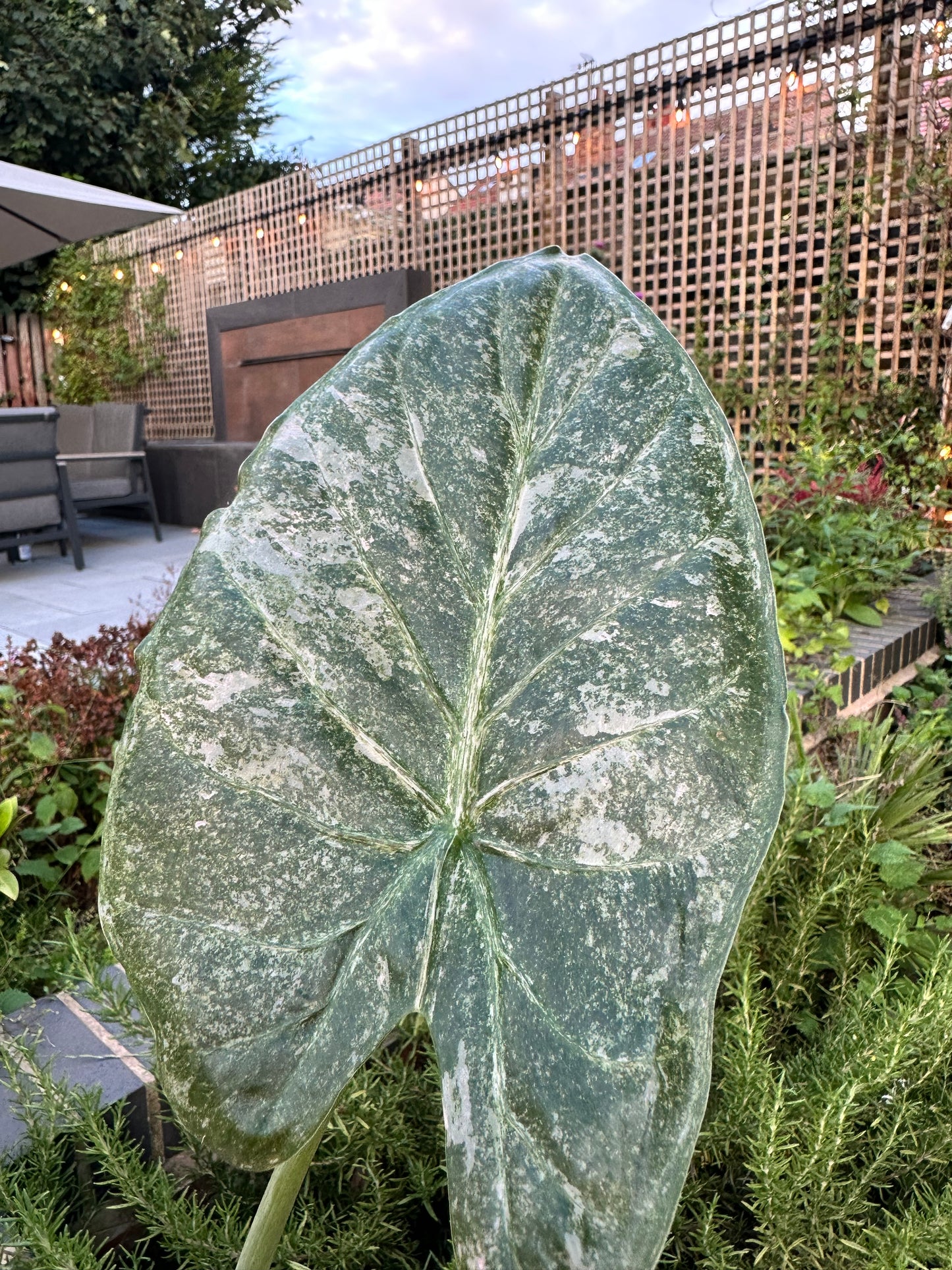 Alocasia Wentii Pink Splash