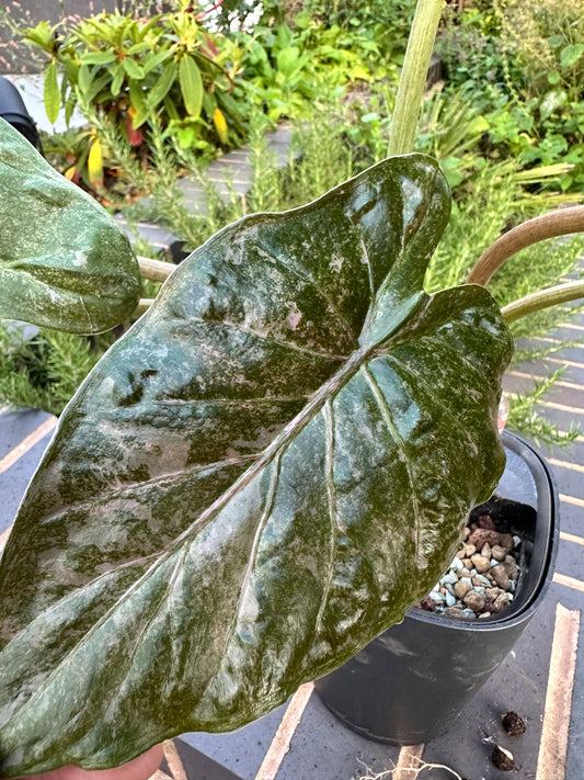 Alocasia Wentii Pink Splash