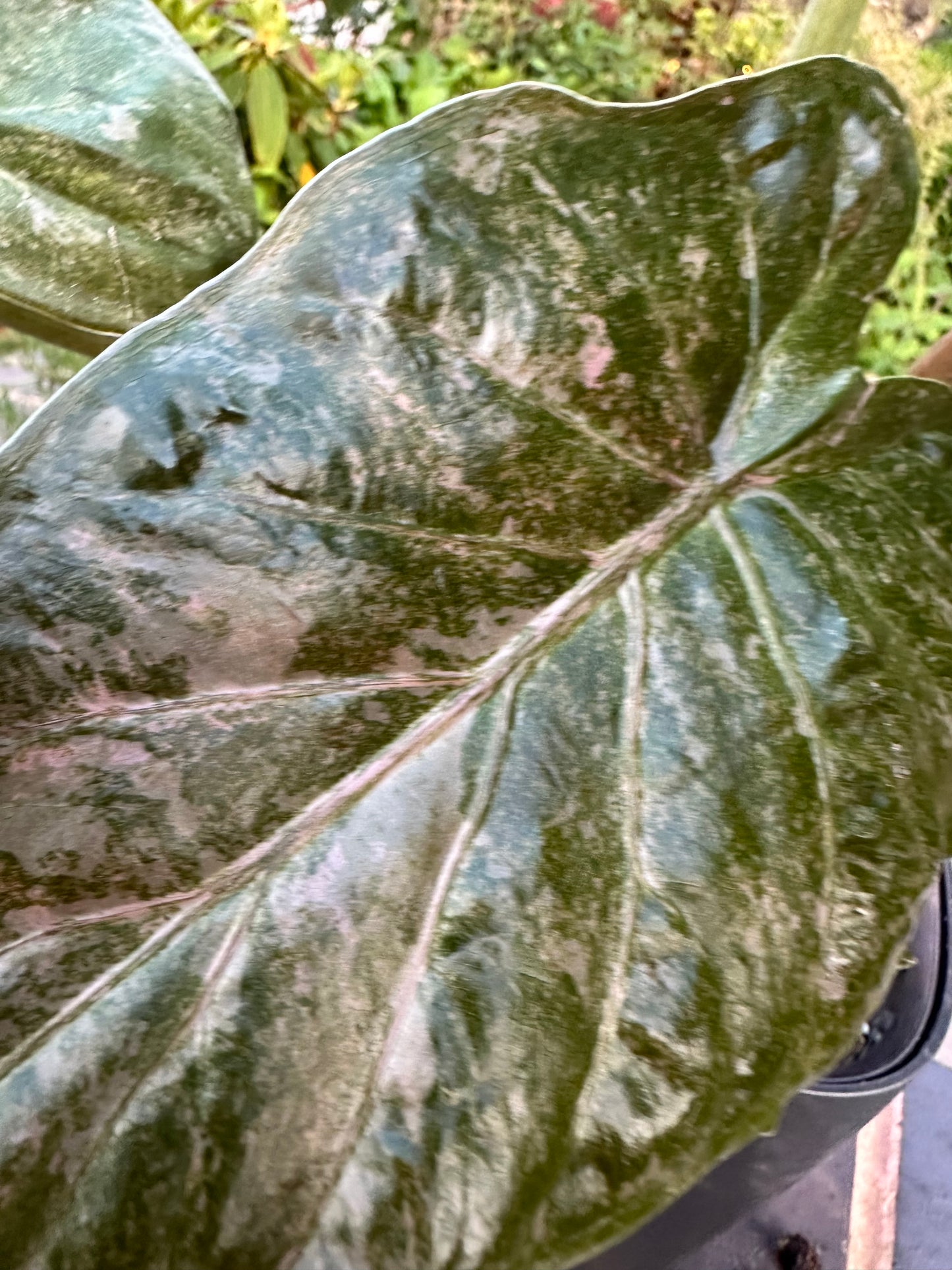Alocasia Wentii Pink Splash