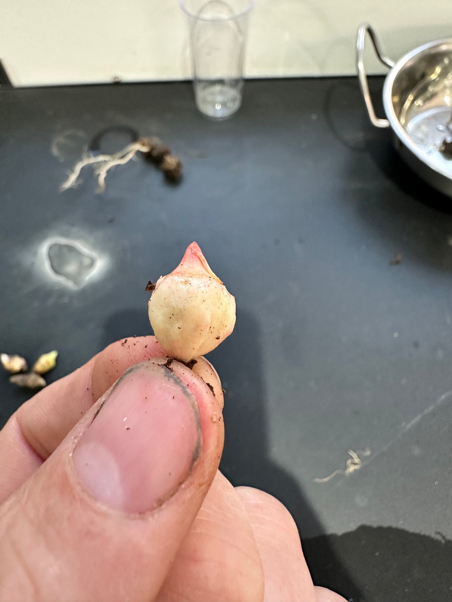 Alocasia Wentii Pink Splash