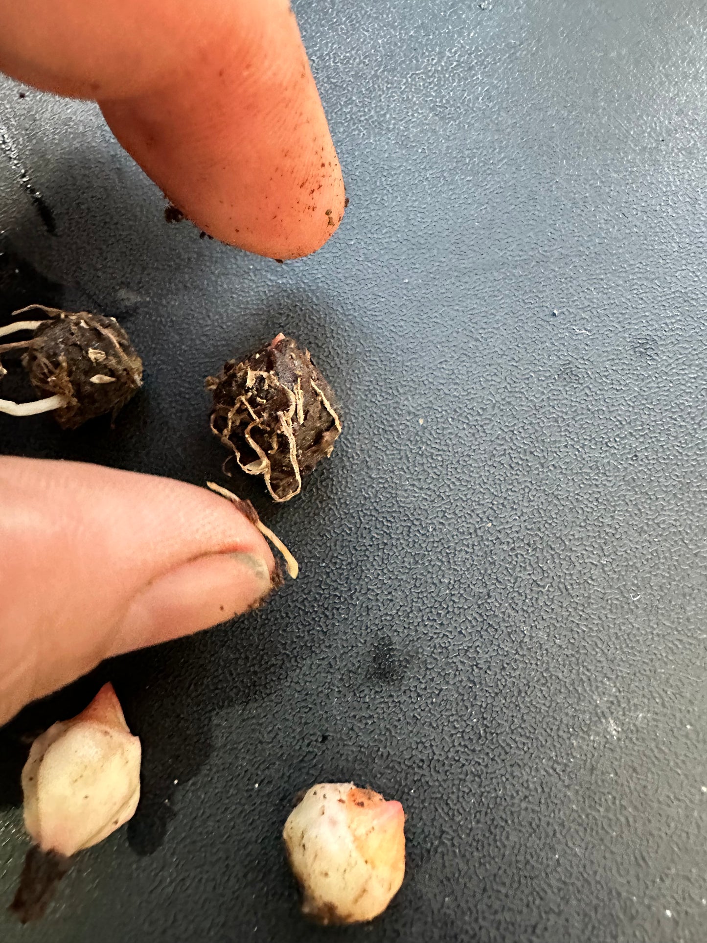 Alocasia Wentii Pink Splash