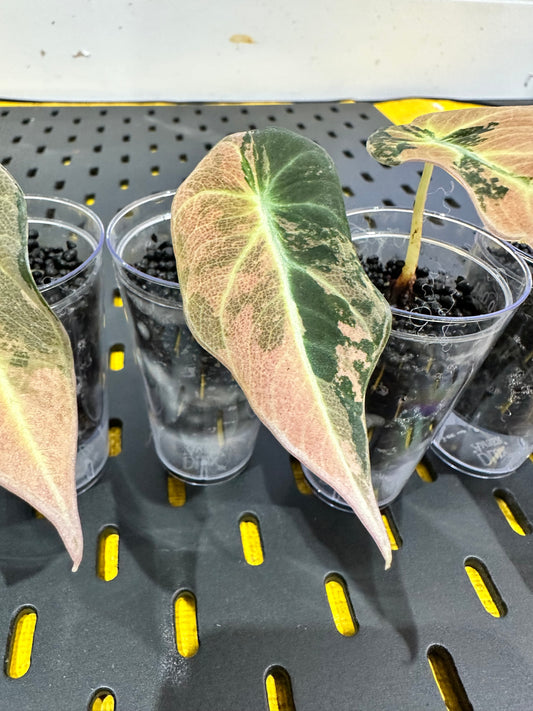 Alocasia Black Velvet Gold