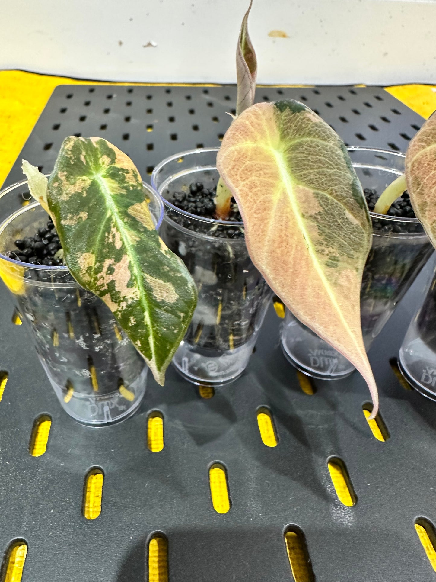 Alocasia Black Velvet Gold