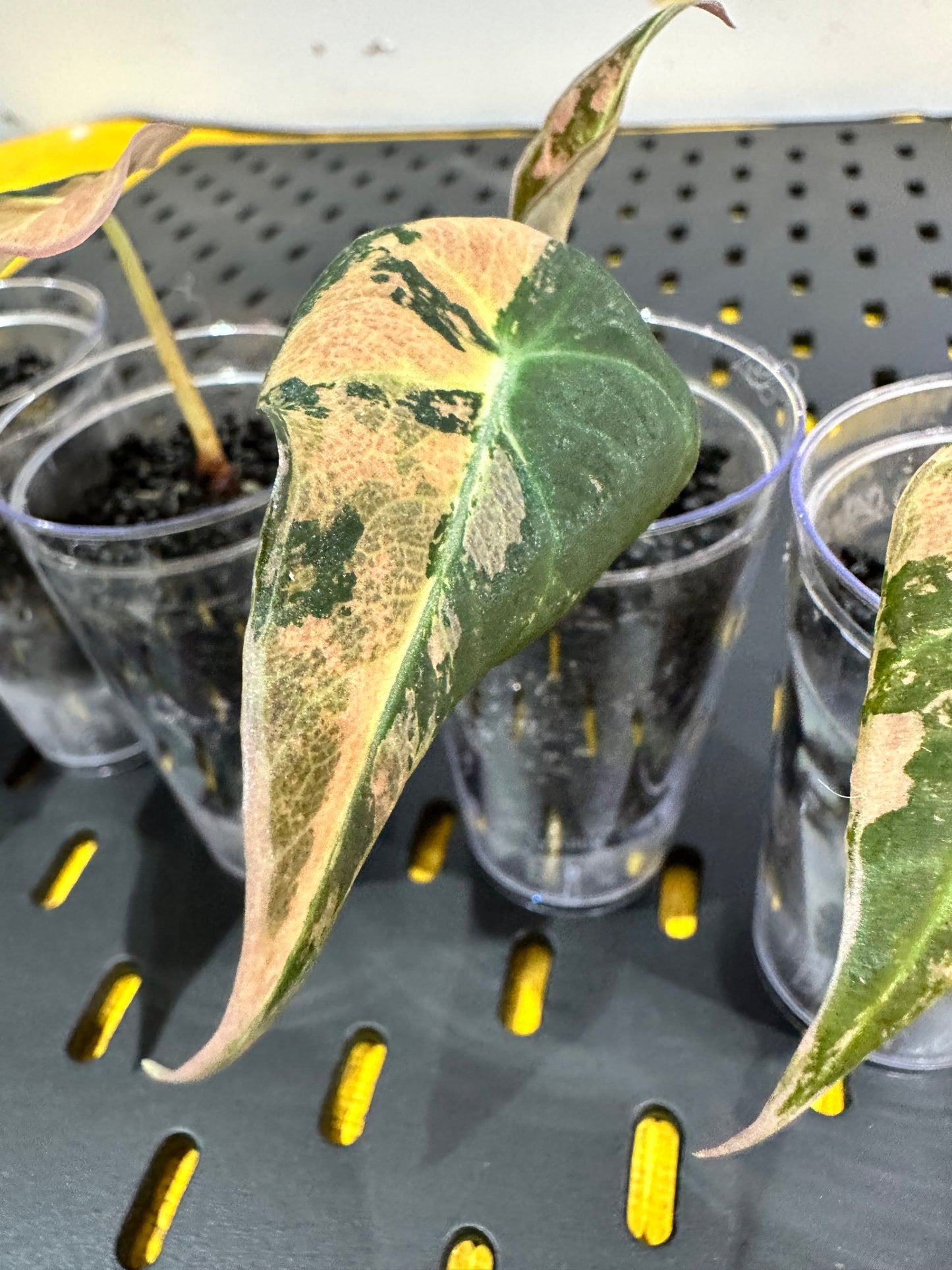 Alocasia Black Velvet Gold