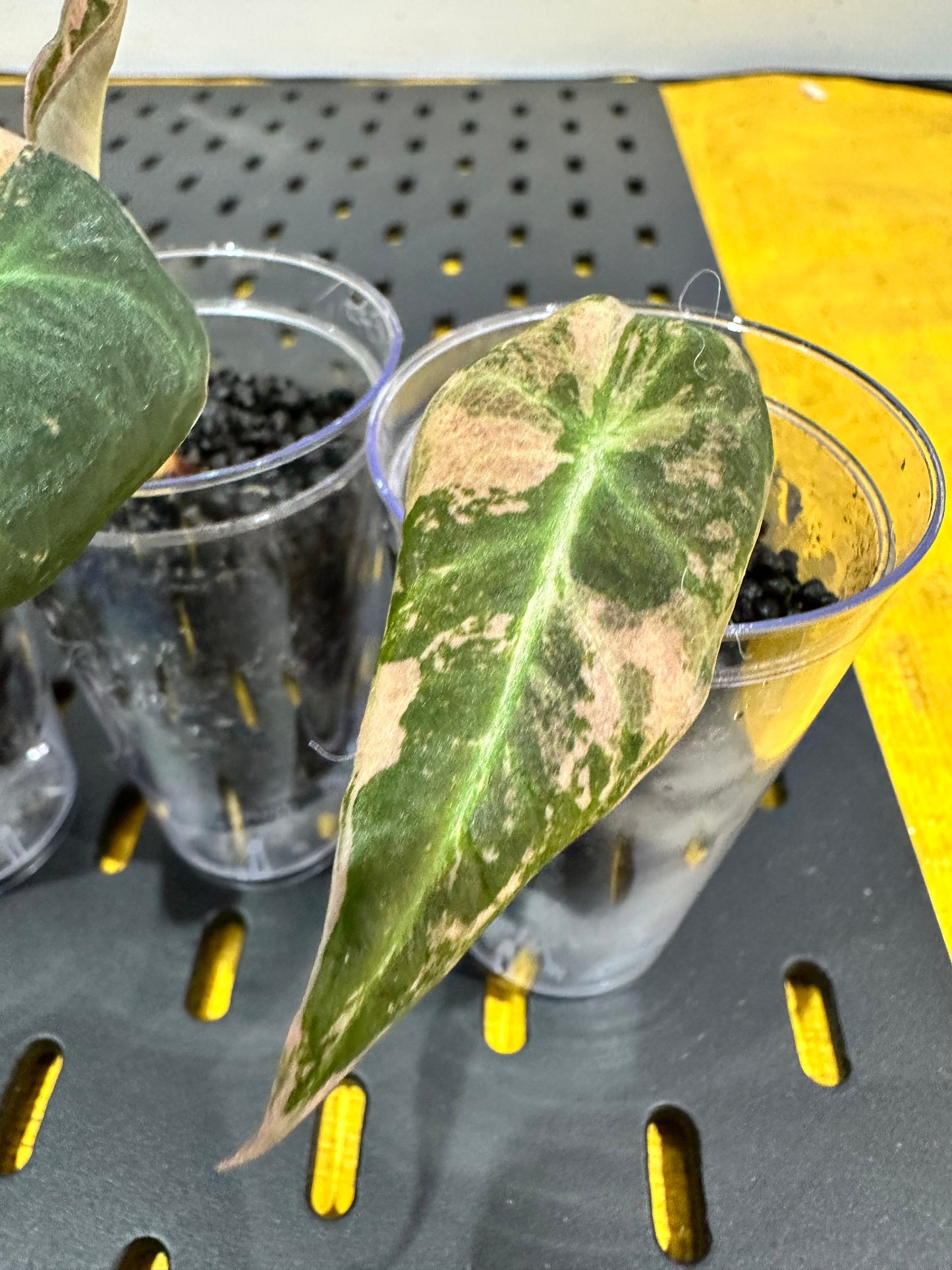 Alocasia Black Velvet Gold