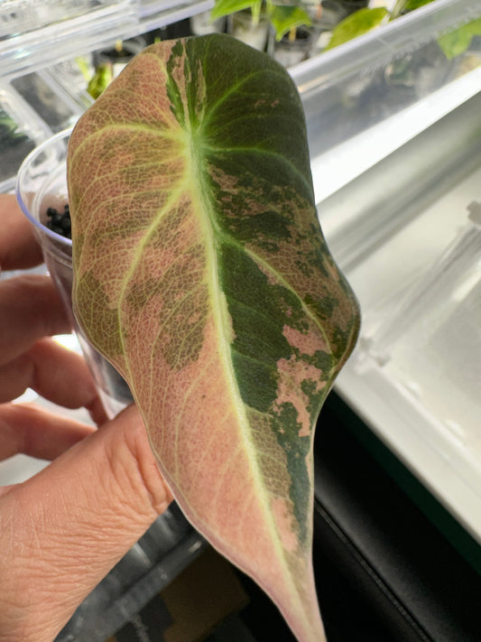 Alocasia Black Velvet Gold