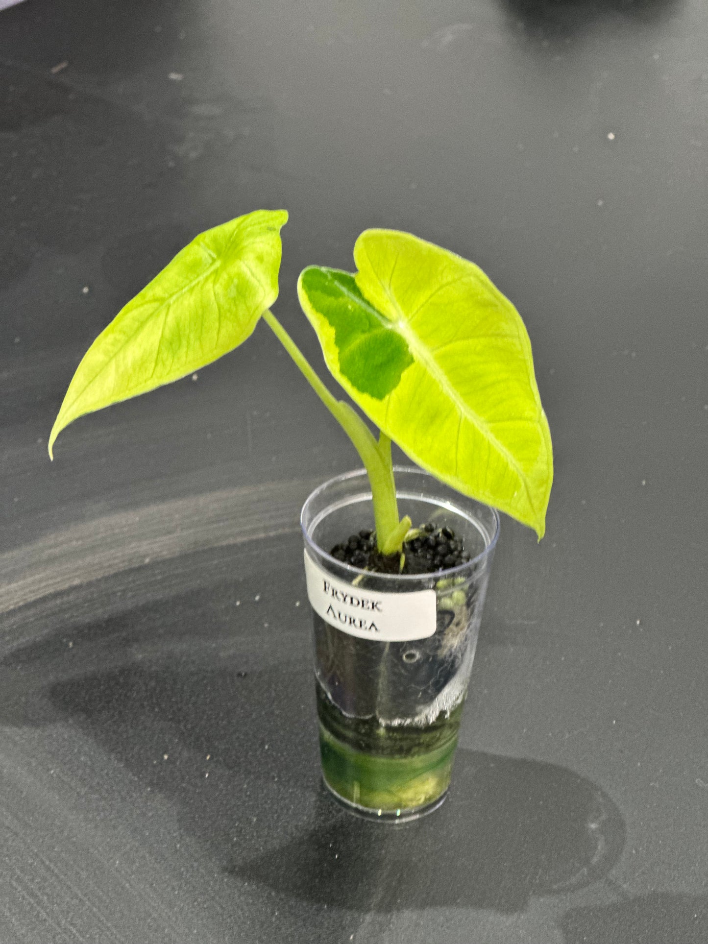 Alocasia Frydek Aurea (Micholitziana)