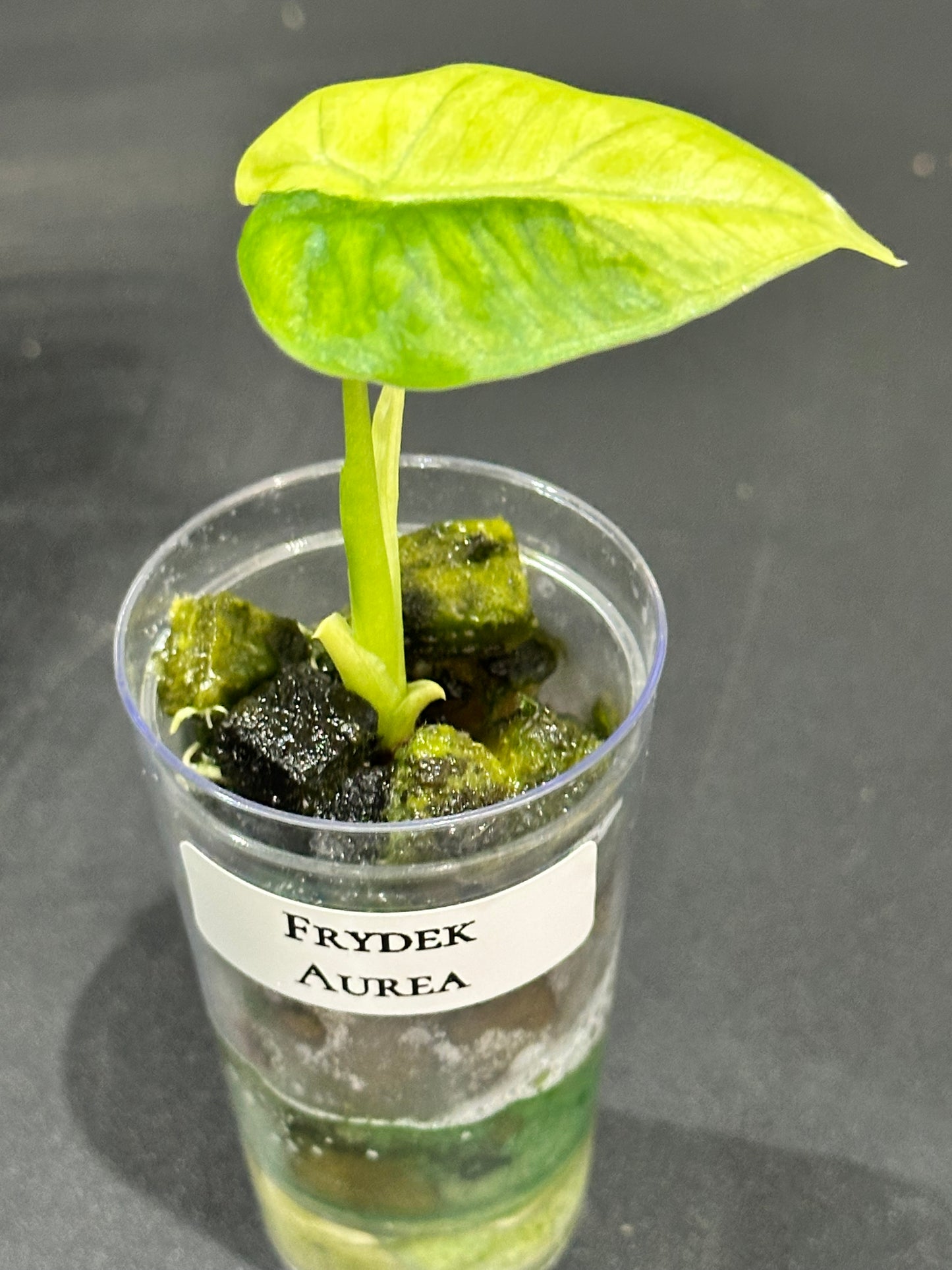 Alocasia Frydek Aurea (Micholitziana)