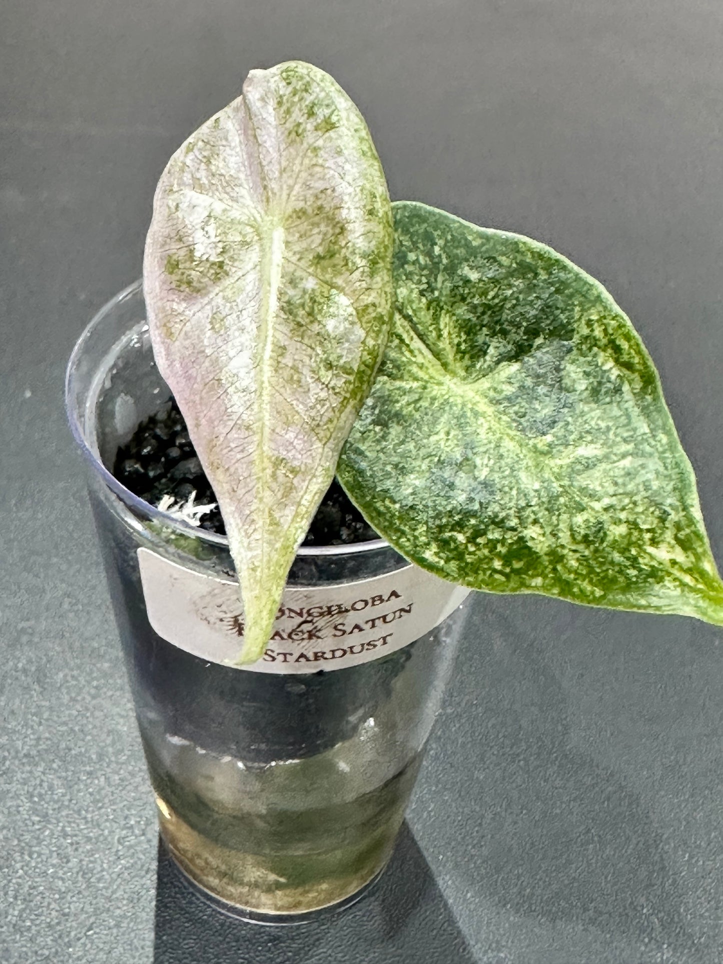 Alocasia Longiloba Satun Stardust