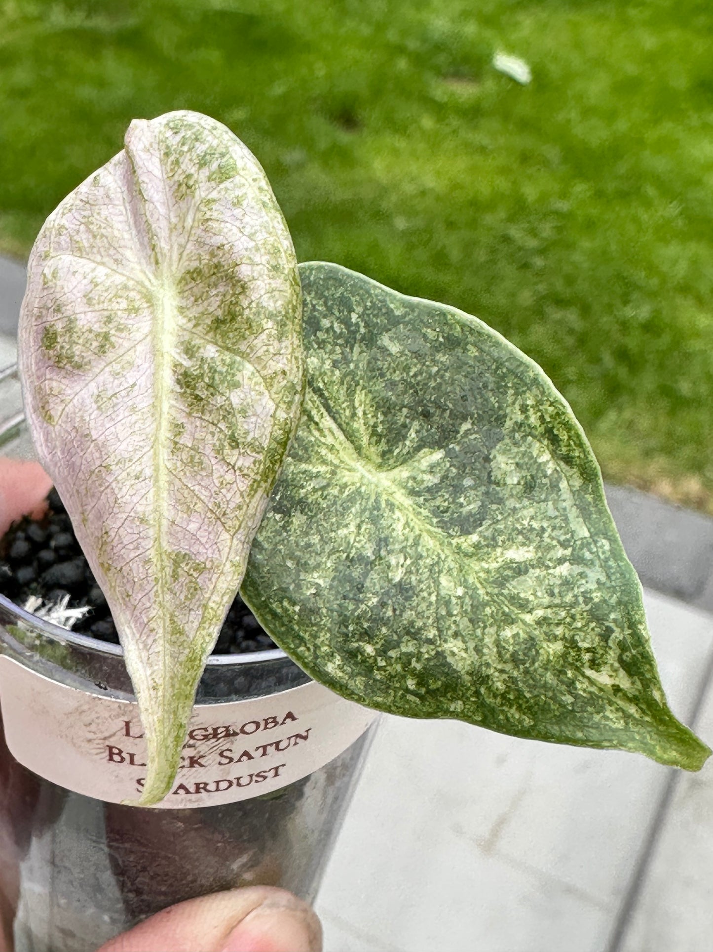 Alocasia Longiloba Satun Stardust
