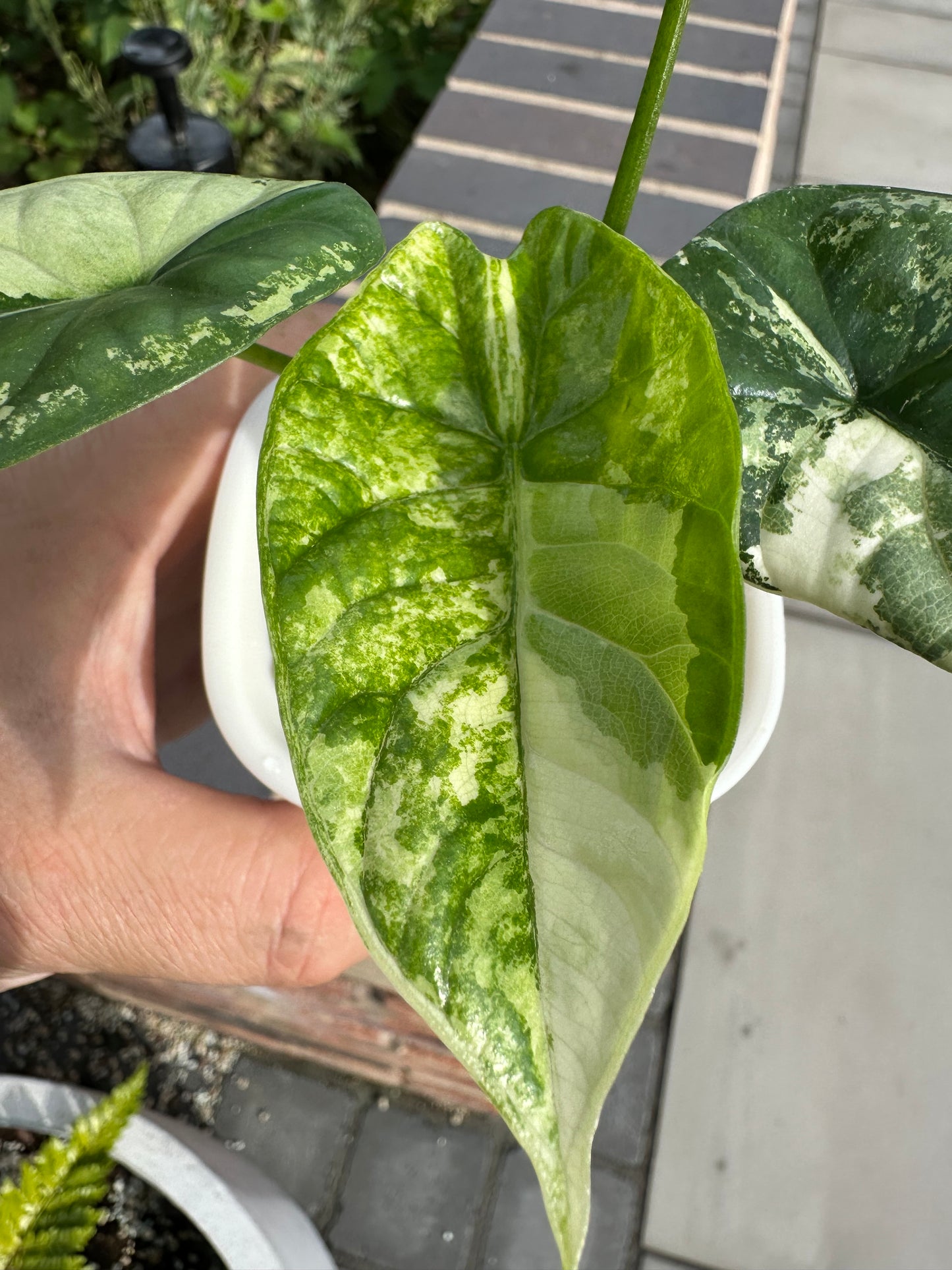 Alocasia Dragon Scale Albo