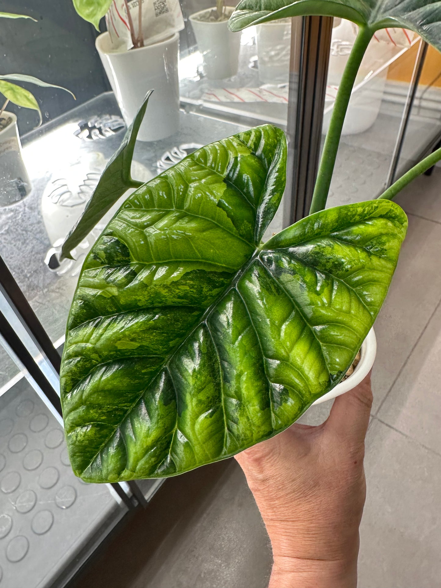 Alocasia Sinuata Variegated