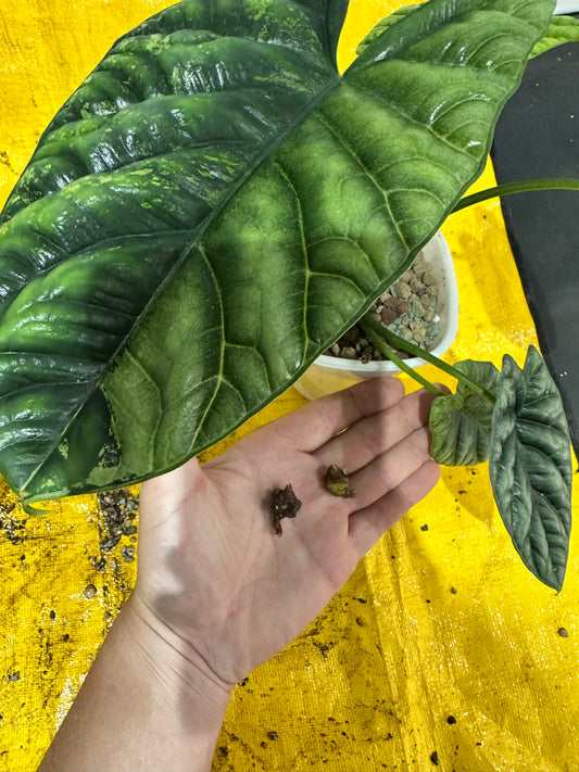 Alocasia Sinuata Variegated