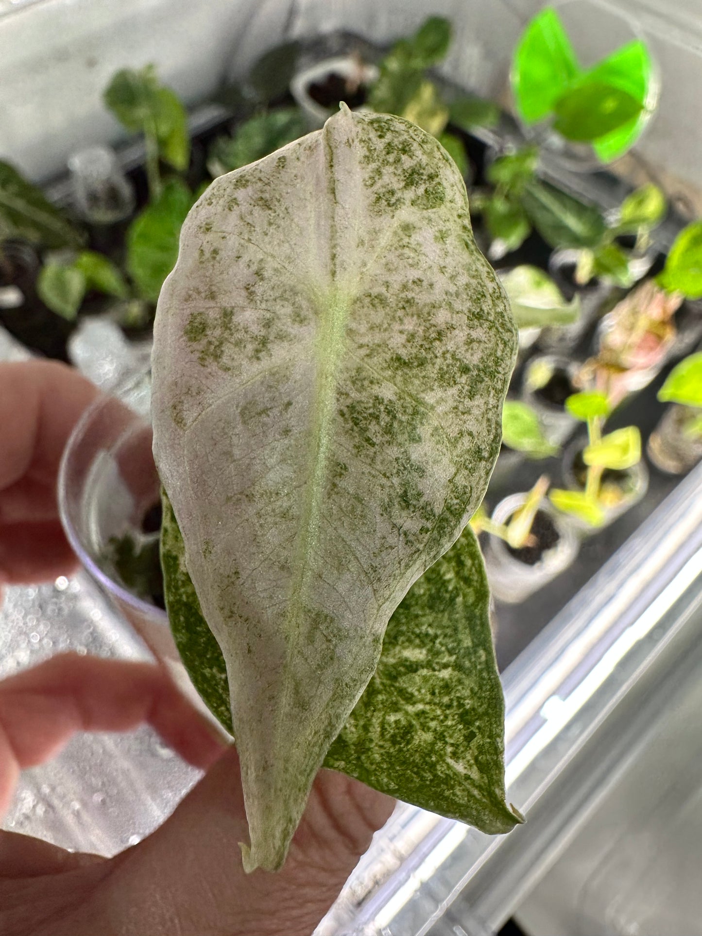 Alocasia Longiloba Satun Stardust