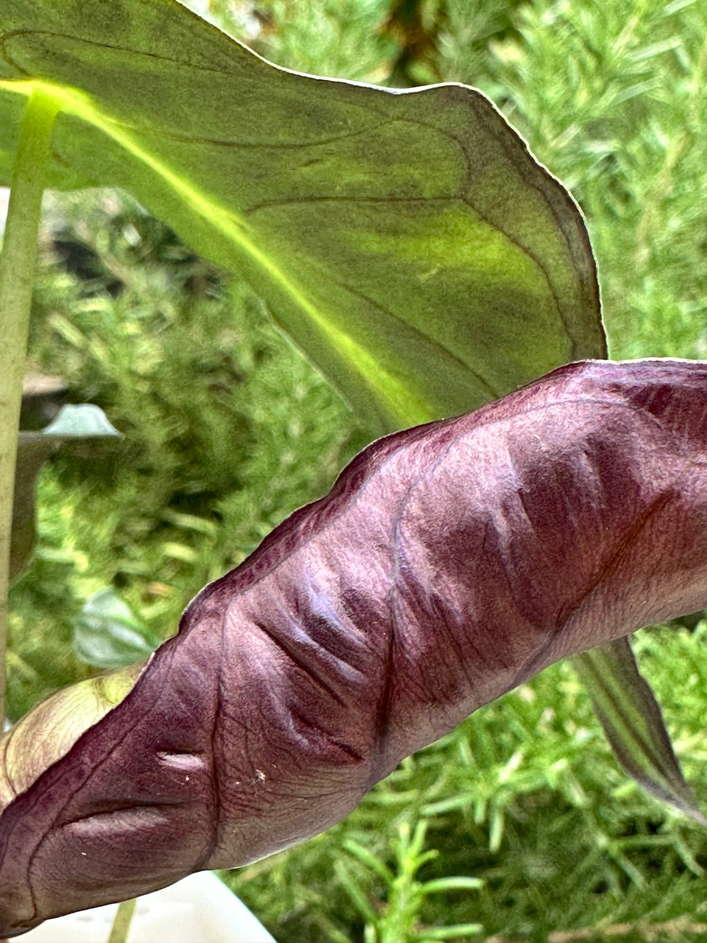 Alocasia Venom Pink