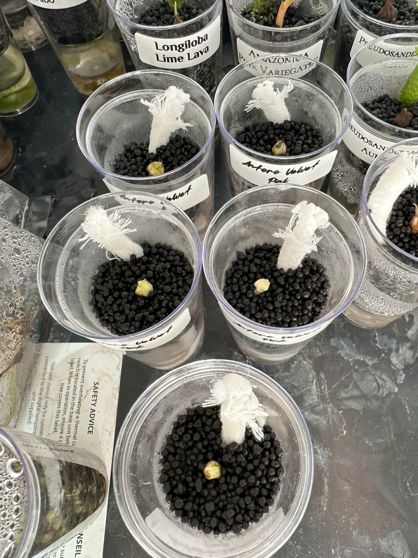 Alocasia Antoro Velvet Pink