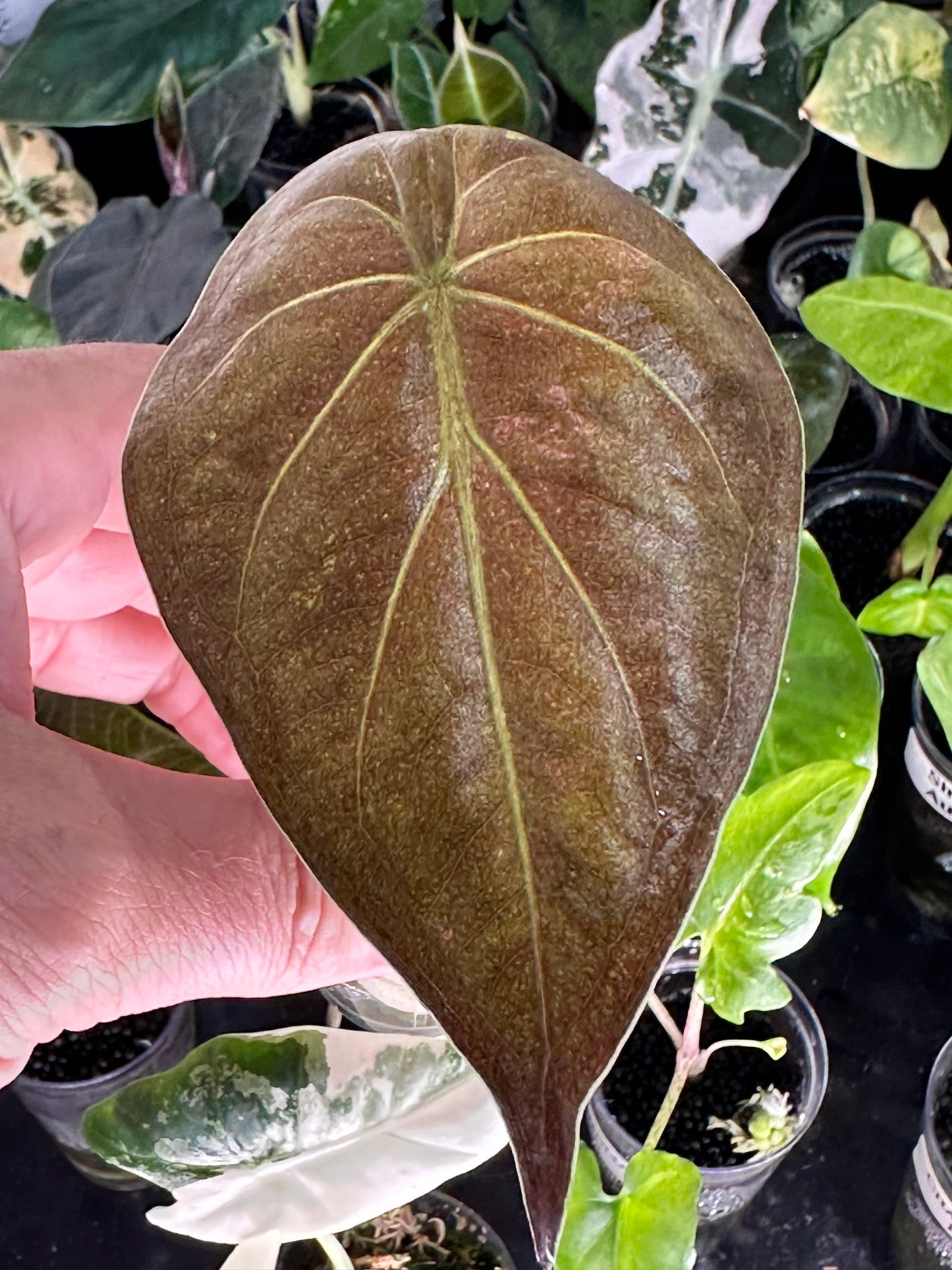 Alocasia Wentii Pink Splash