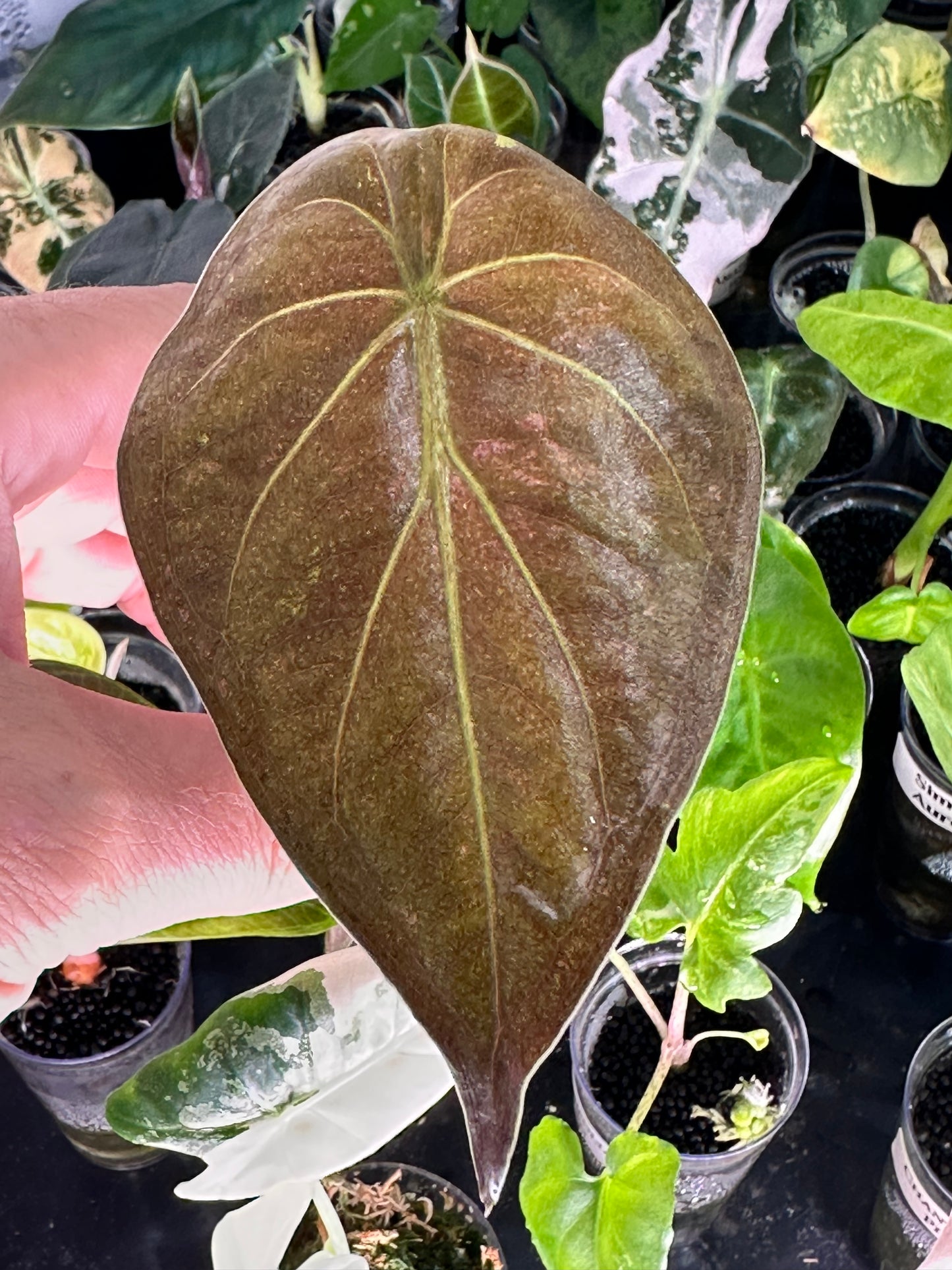 Alocasia Wentii Pink Splash