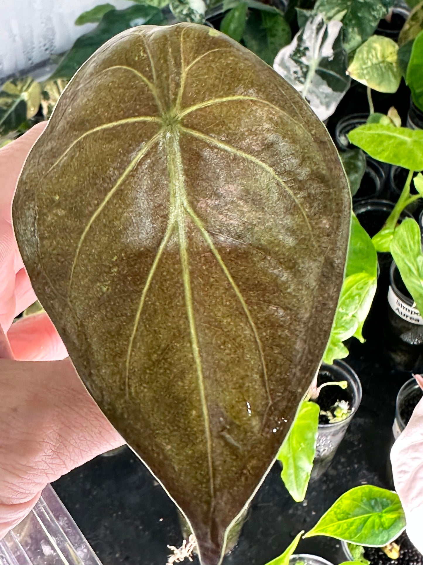 Alocasia Wentii Pink Splash