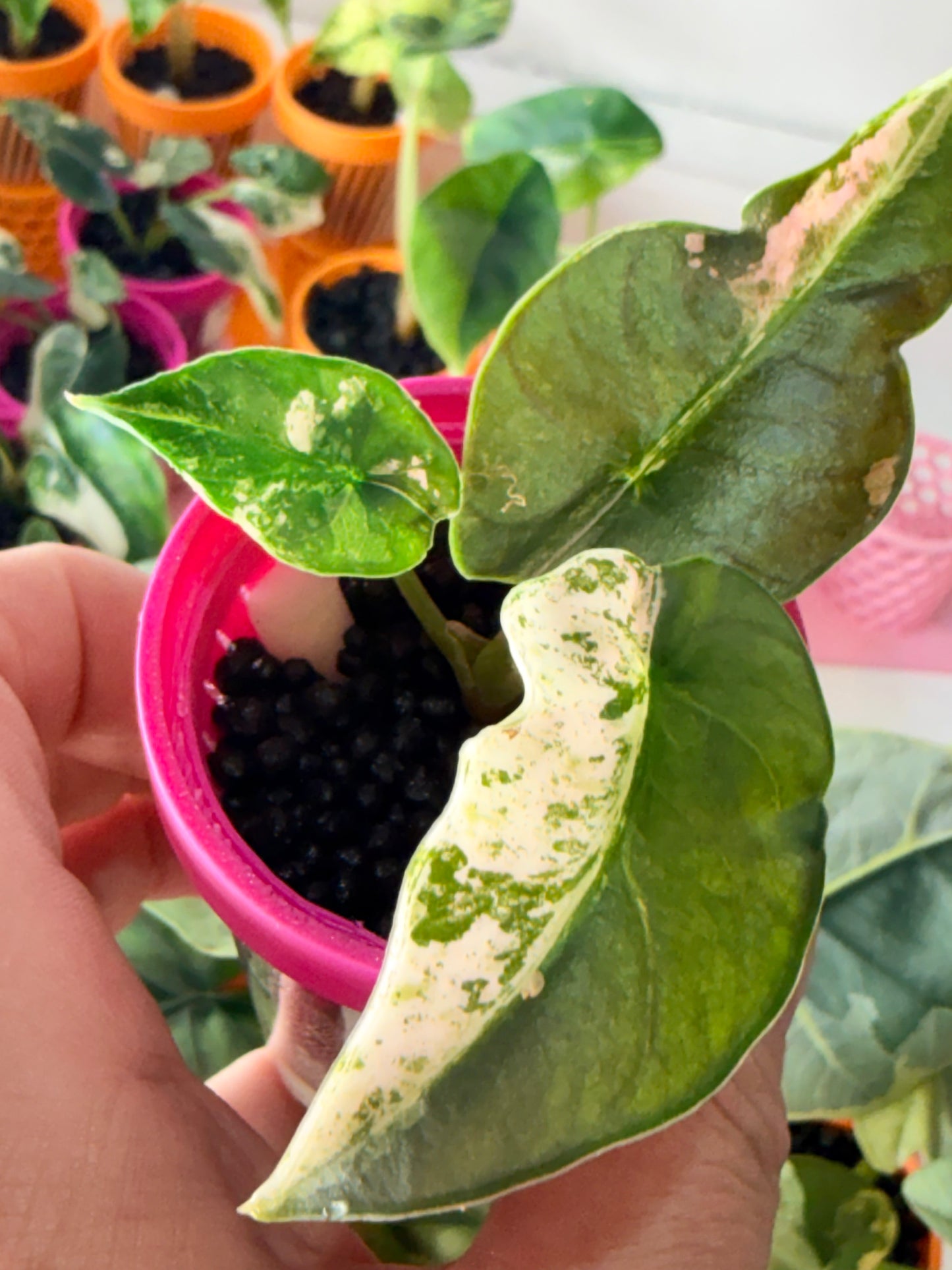 ALOCASIA REGINAE ALBO