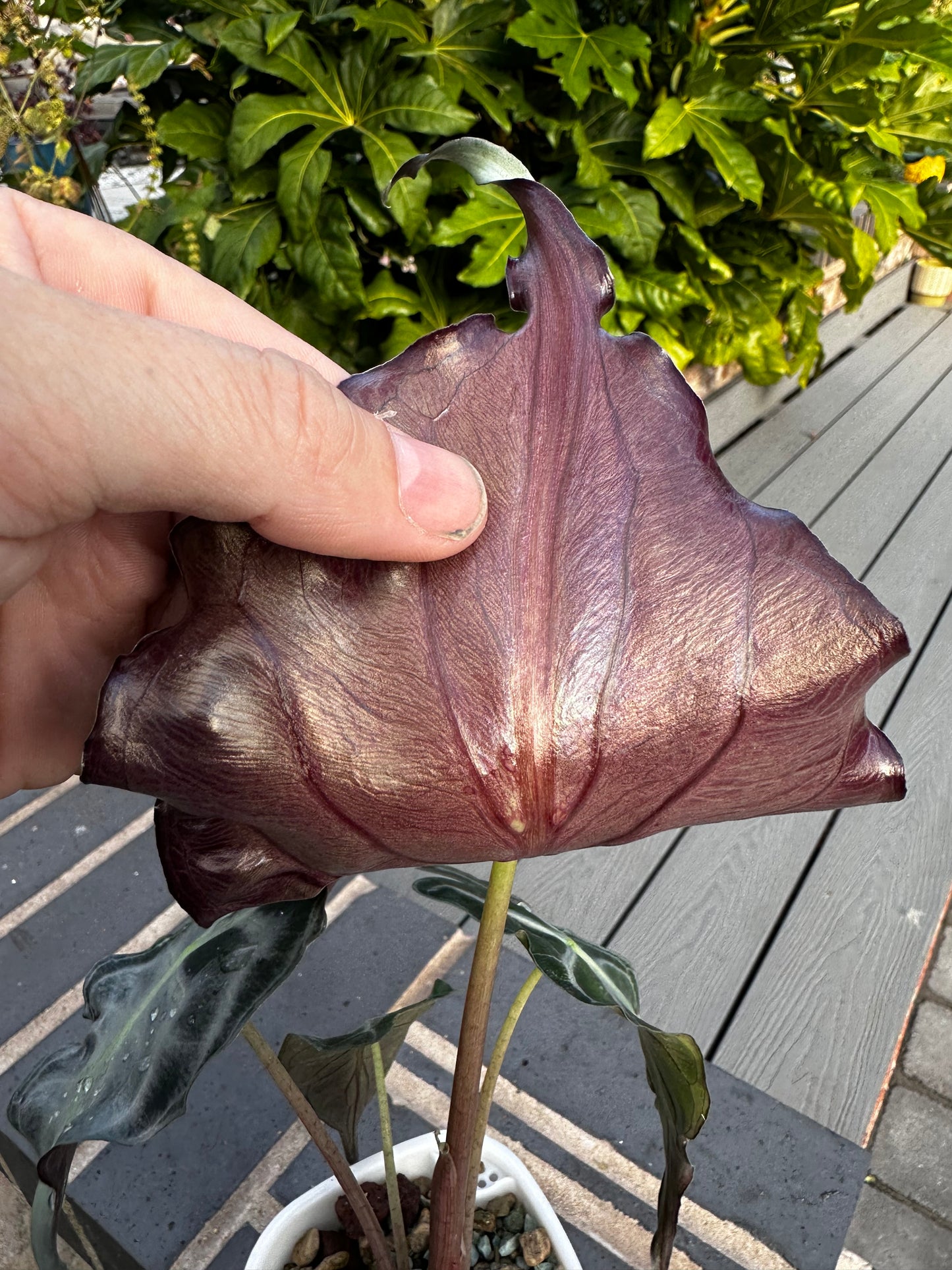 Alocasia Venom Pink