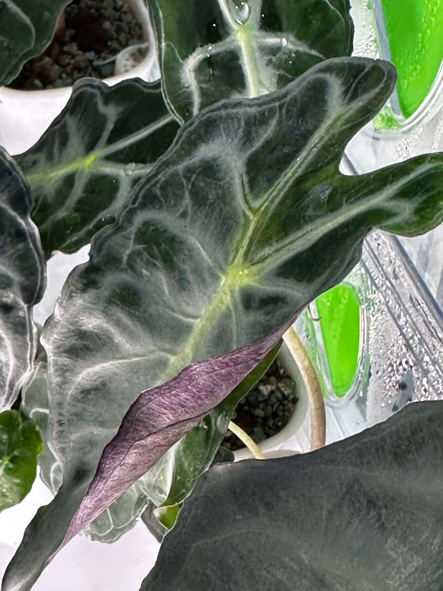 Alocasia Venom Pink