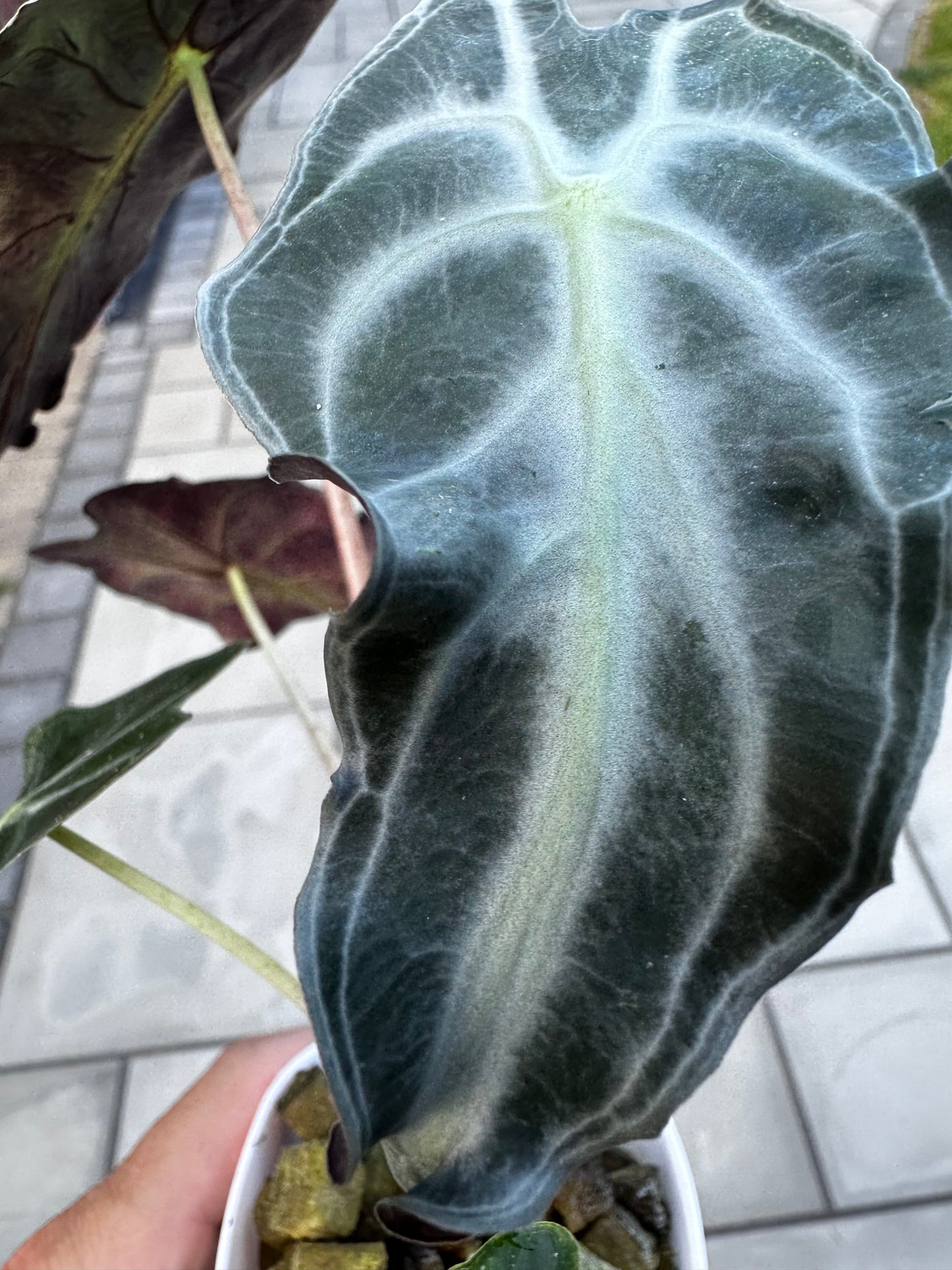 Alocasia Venom Pink