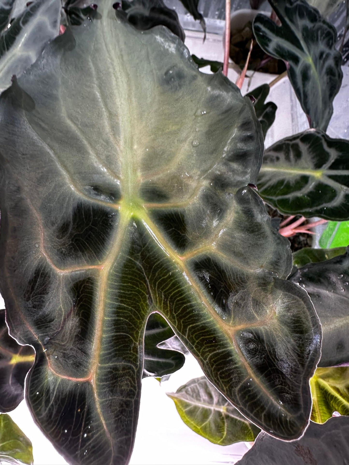 Alocasia Venom Pink
