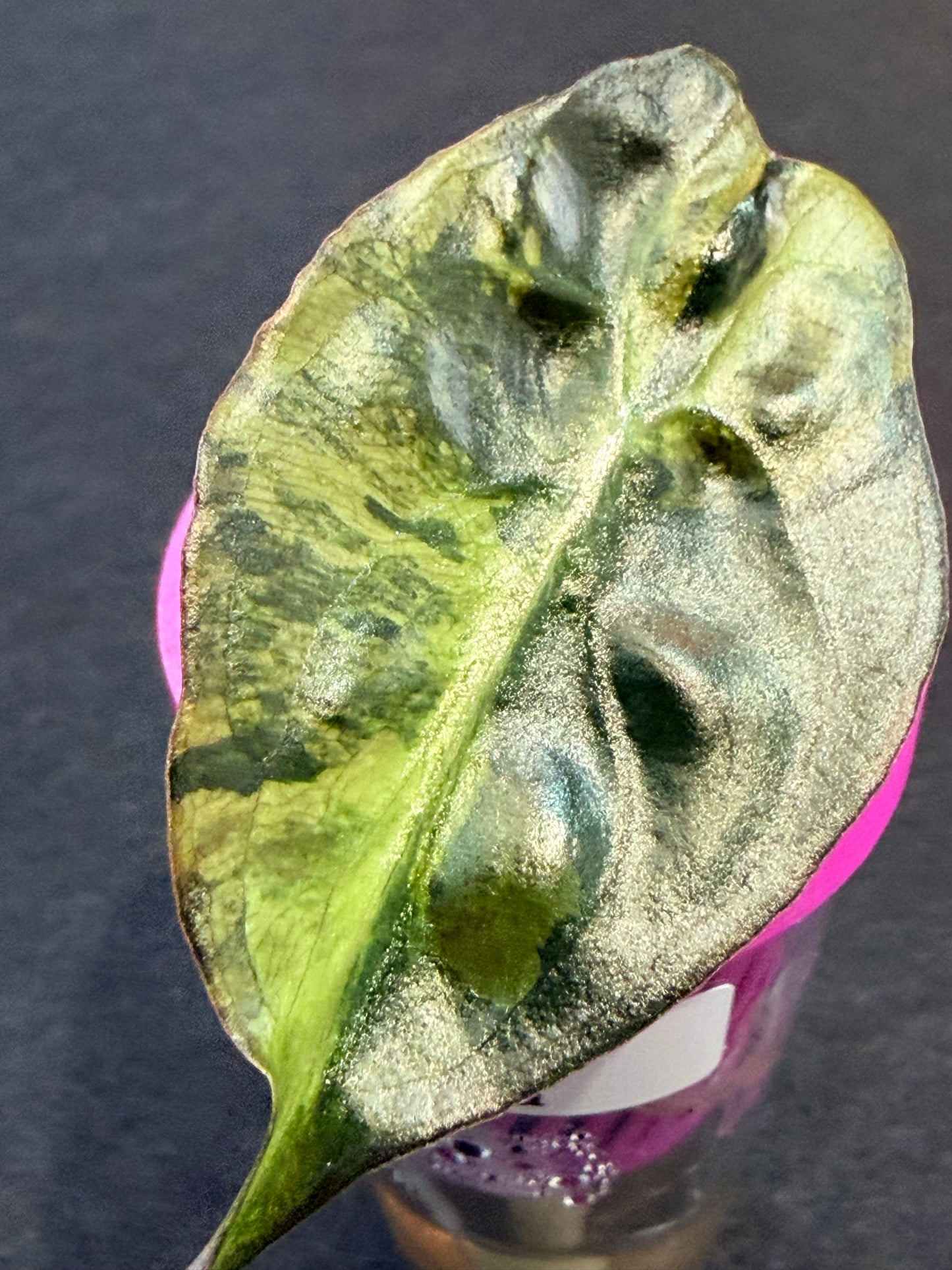 ALOCASIA VENOM AUREA VARIEGATED