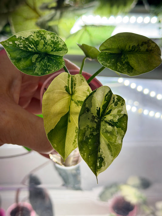 ALOCASIA SINUATA VARIEGATED