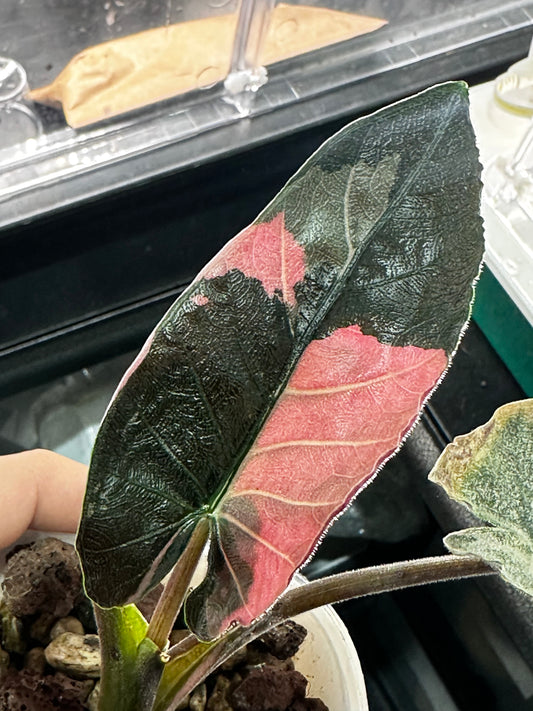 Alocasia Antoro Velvet Pink