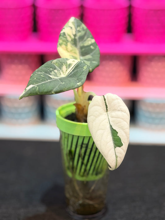 ALOCASIA MAHARANI ALBO
