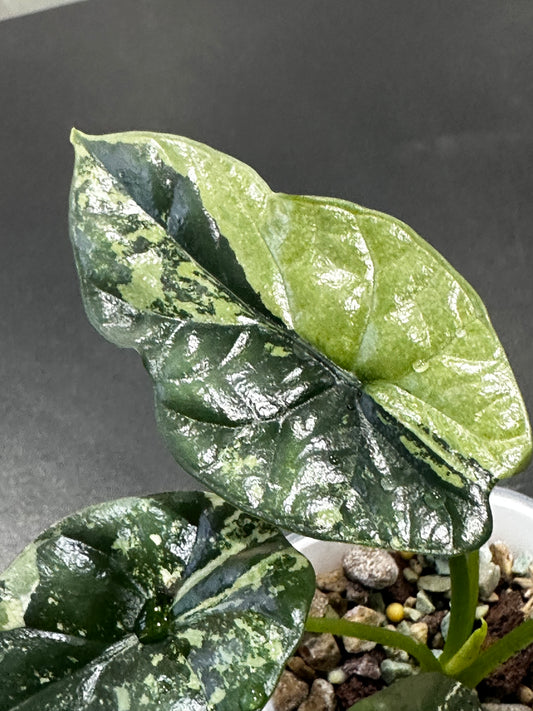 Alocasia 'Baginda'Dragon Scale Mint