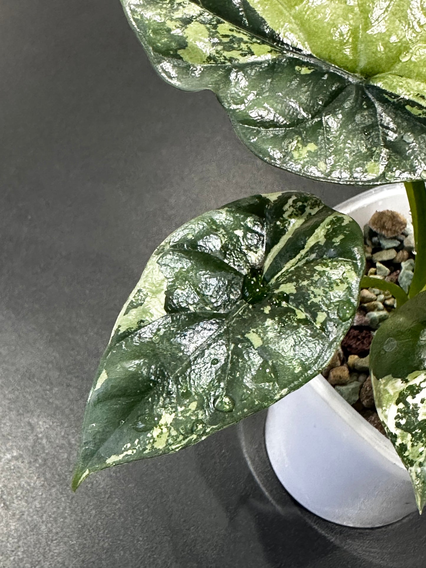 Alocasia 'Baginda'Dragon Scale Mint