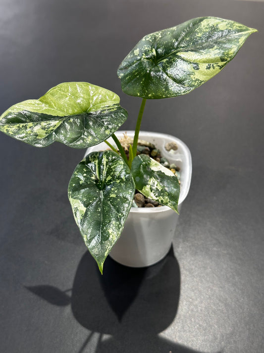 Alocasia 'Baginda'Dragon Scale Mint