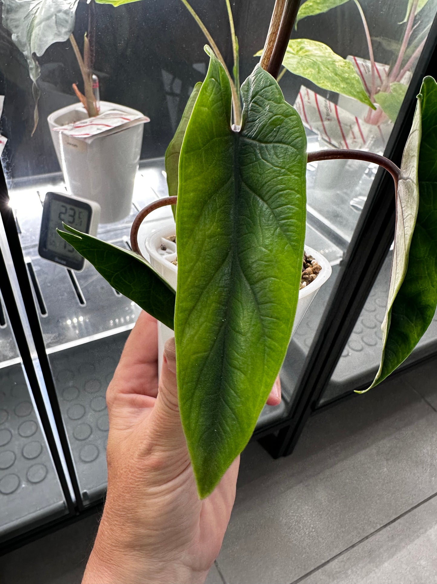 Alocasia Scalprum Aurea