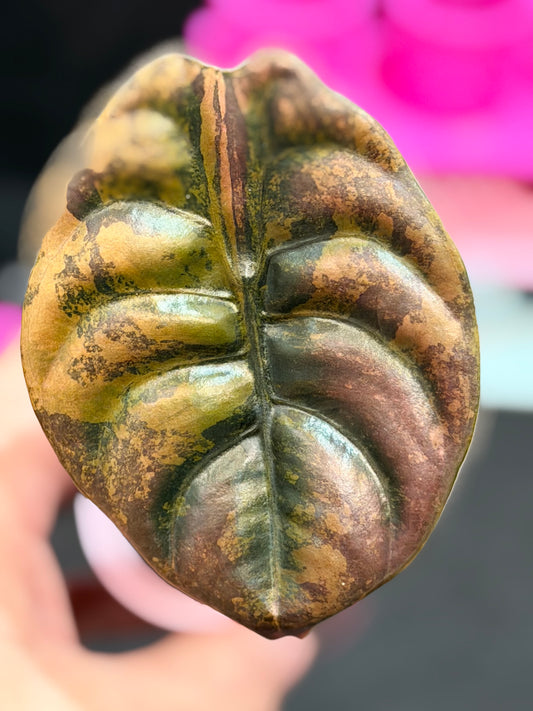ALOCASIA CUPREA LATTE VARIEGATED