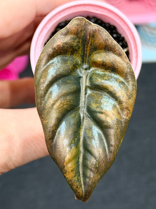ALOCASIA CUPREA LATTE VARIEGATED