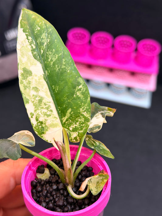 Alocasia scabriuscula Albo, long leathery grey-green blades broken by chlorophyll-free white sectors