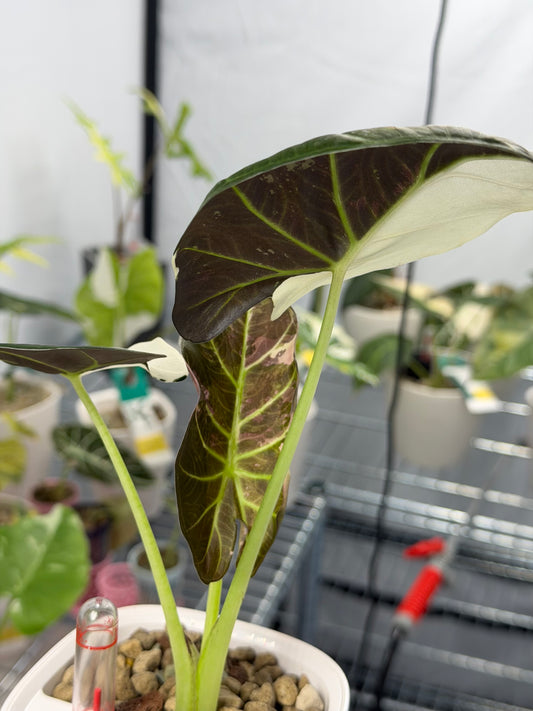 ALOCASIA REGAL SHEILDS ALBO