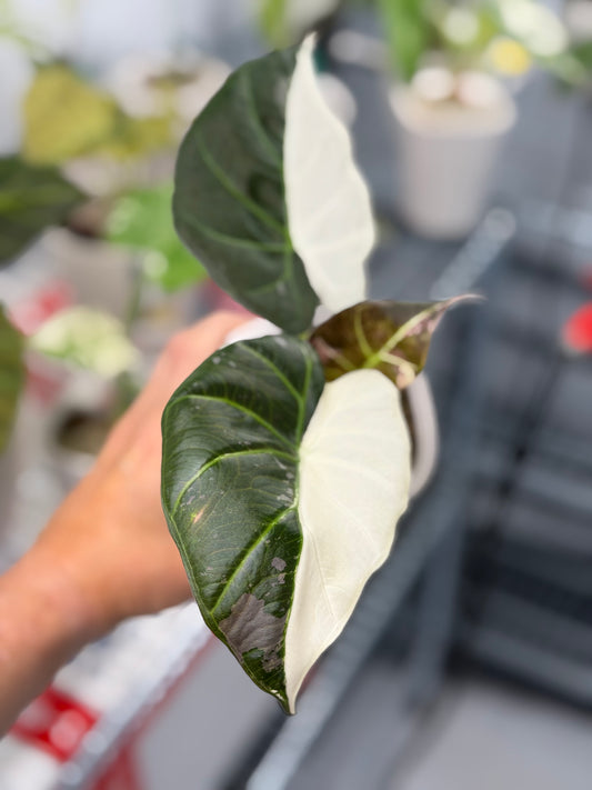 Alocasia 'Regal Shields' Albo, clean white sections on shield-like leaves with deep maroon undersides