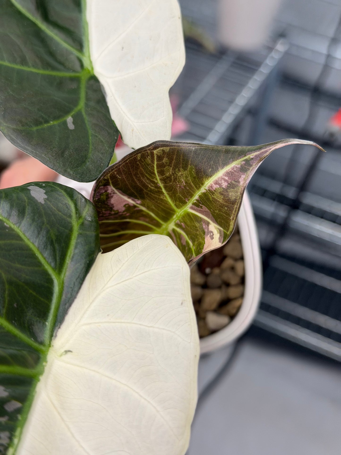 ALOCASIA REGAL SHEILDS ALBO