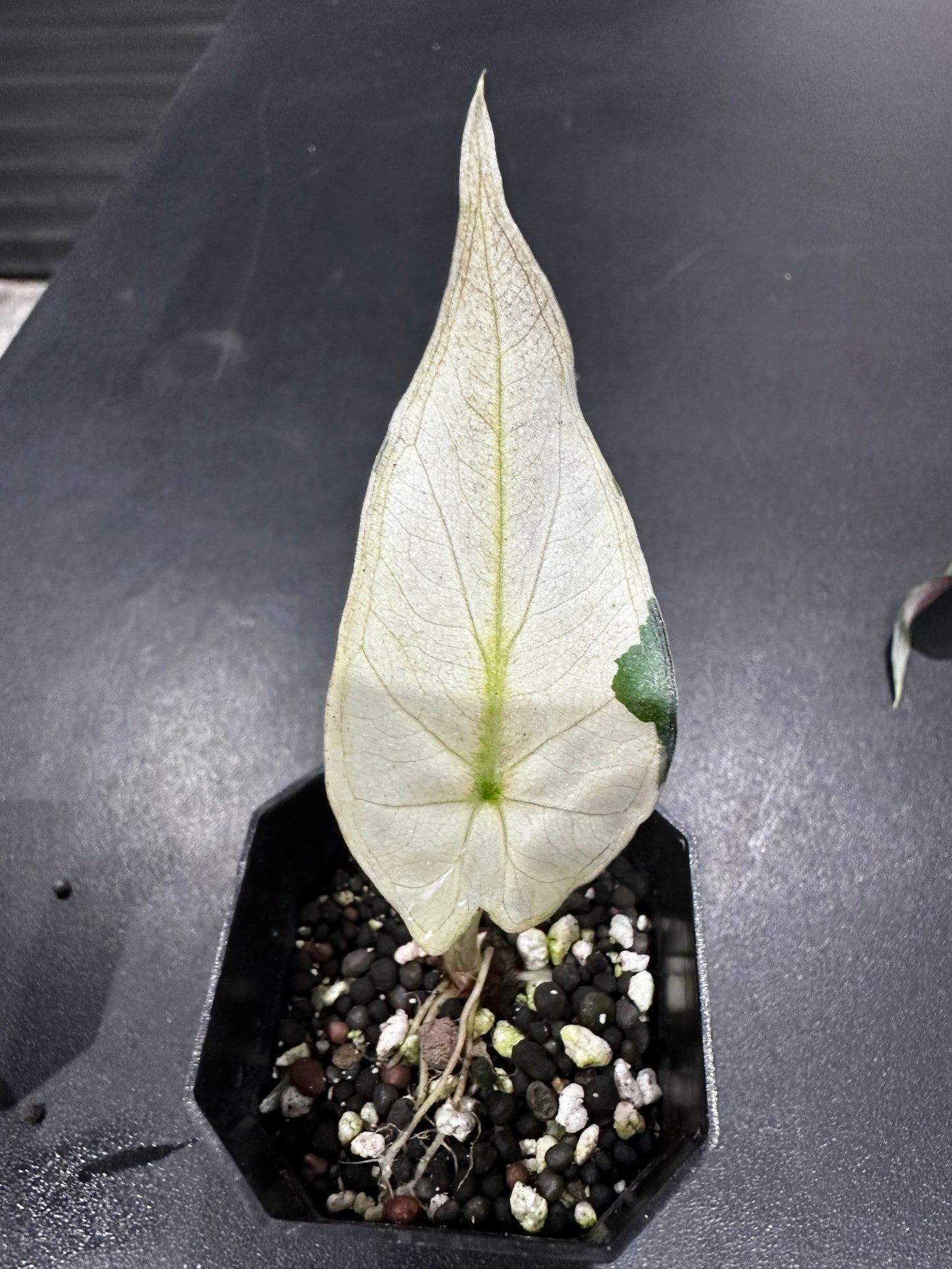 Alocasia Regal Shield Albo