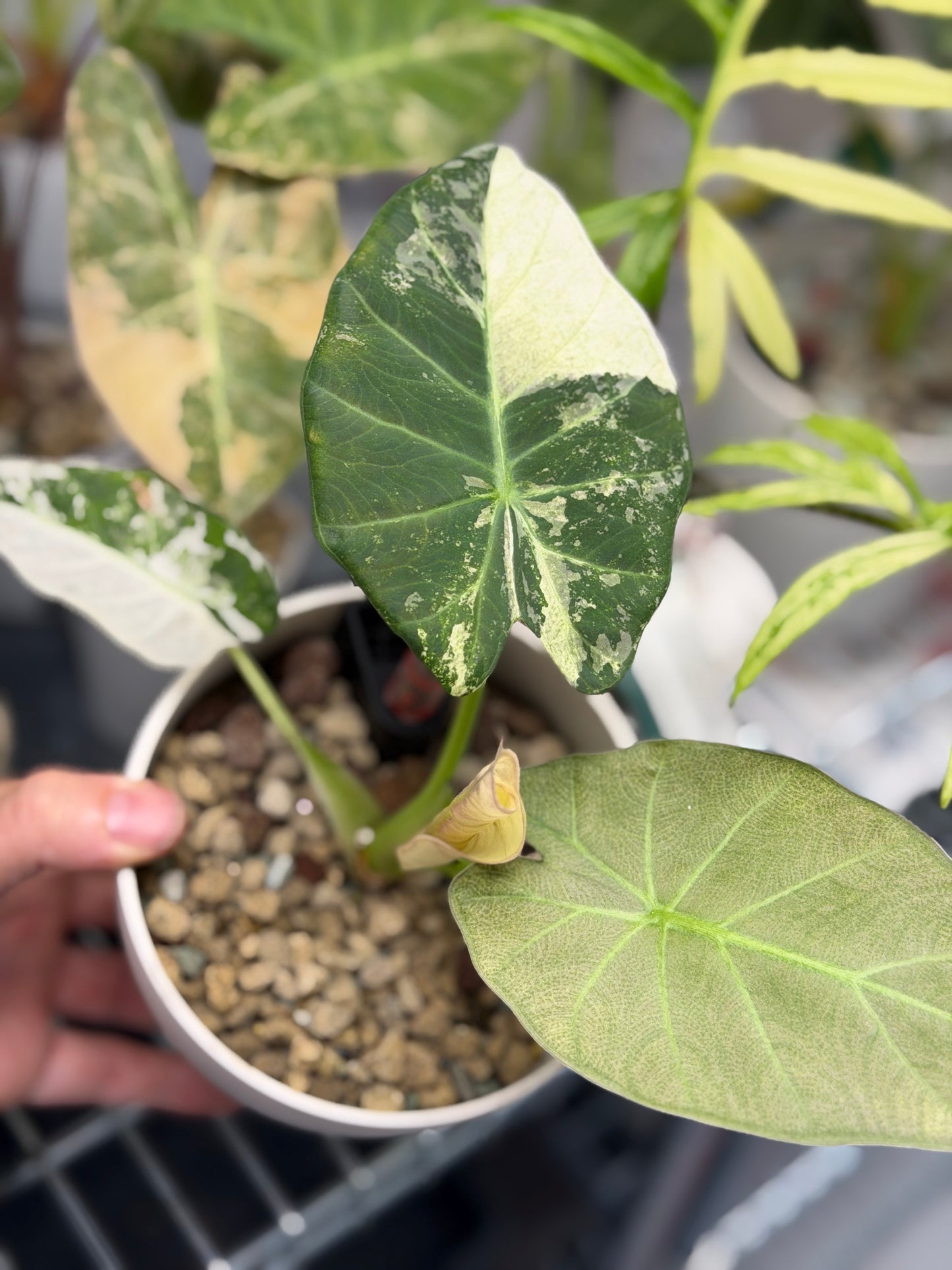 ALOCASIA REGAL SHIELDS MINT PINK VARIEGATED