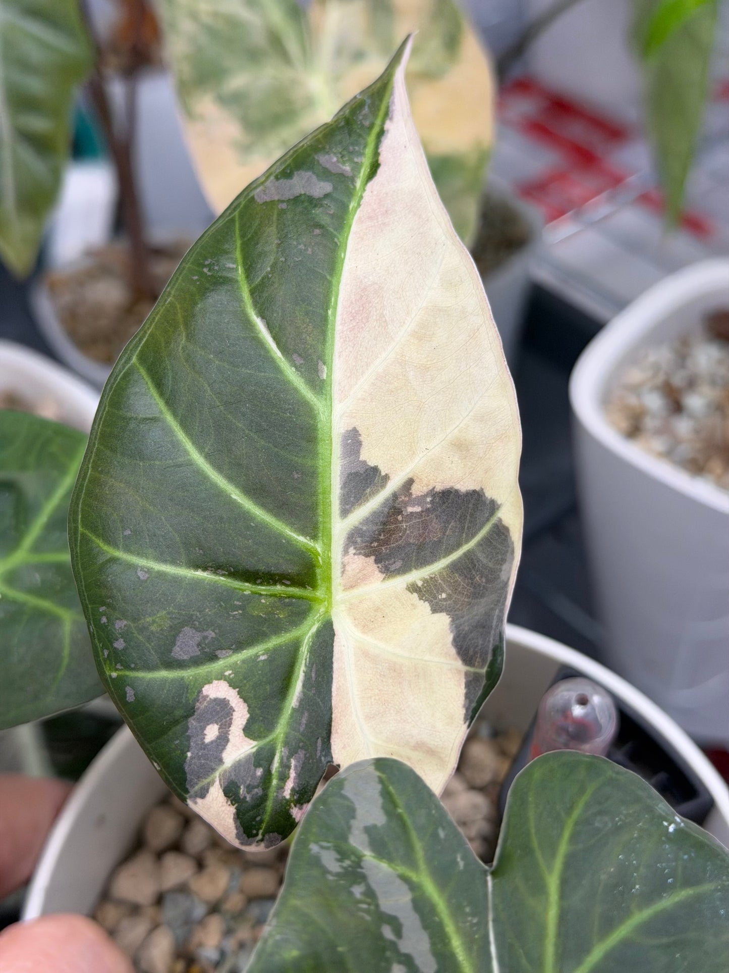 Alocasia 'Regal Shields' Pink Albo, pink and white variegation on huge ruffled shield-like leaves