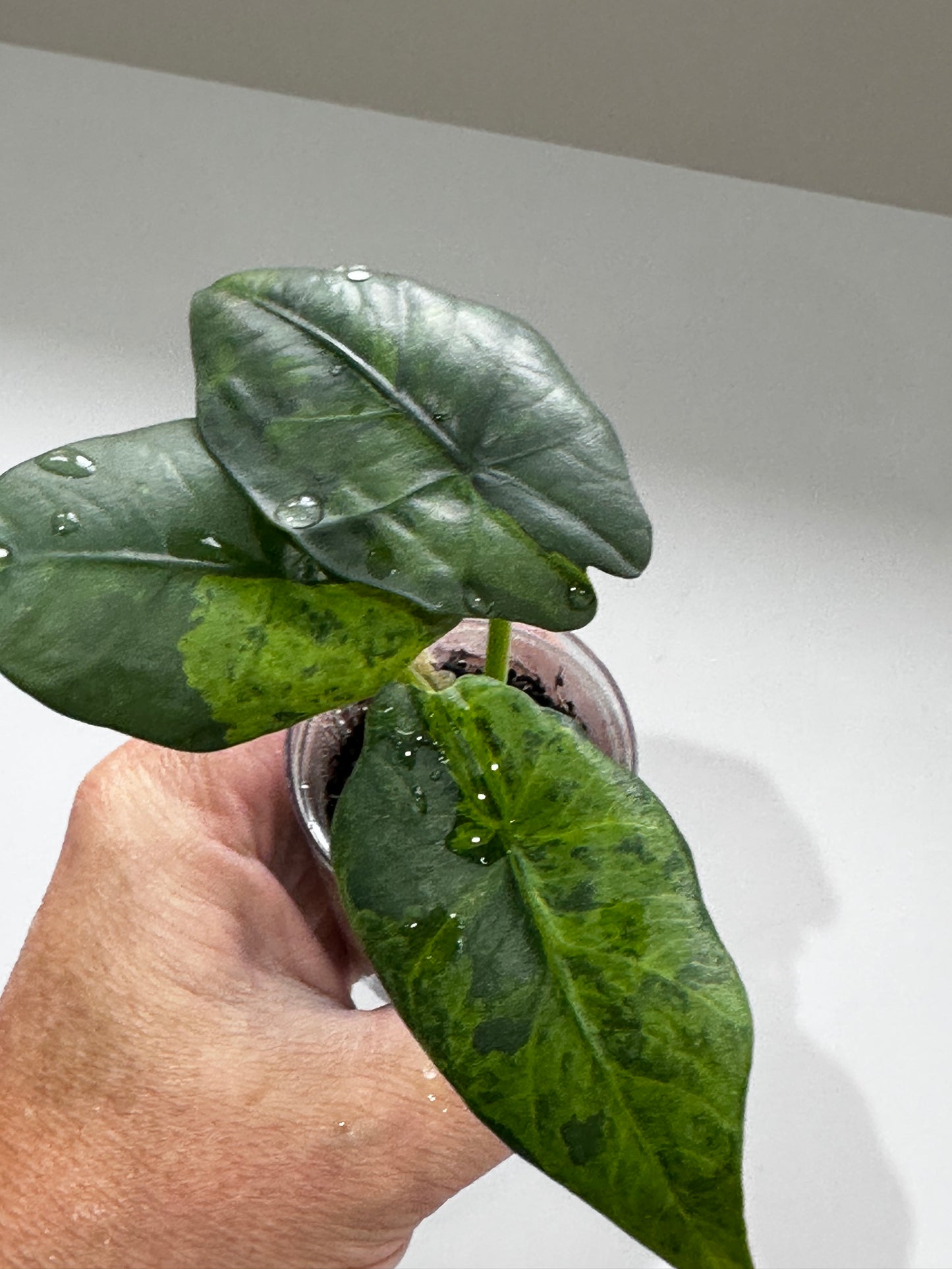 Alocasia Reginea Aurea